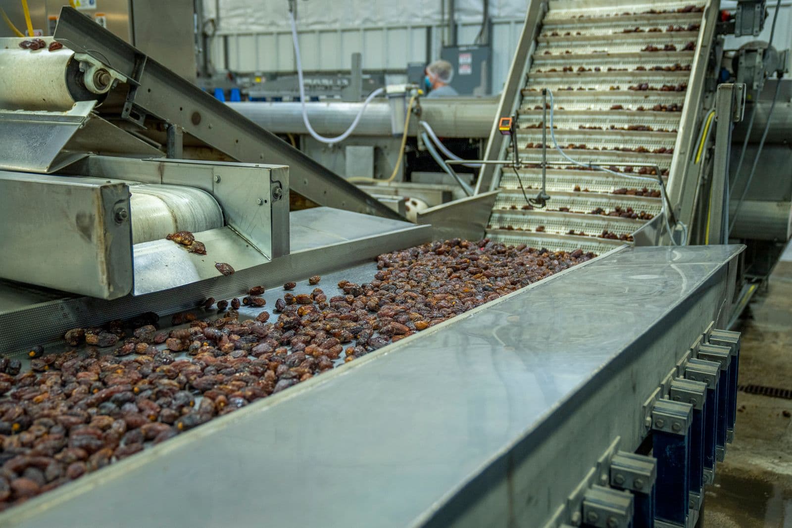 Food sorting conveyor in a processing plant